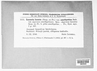 Laccaria laccata image